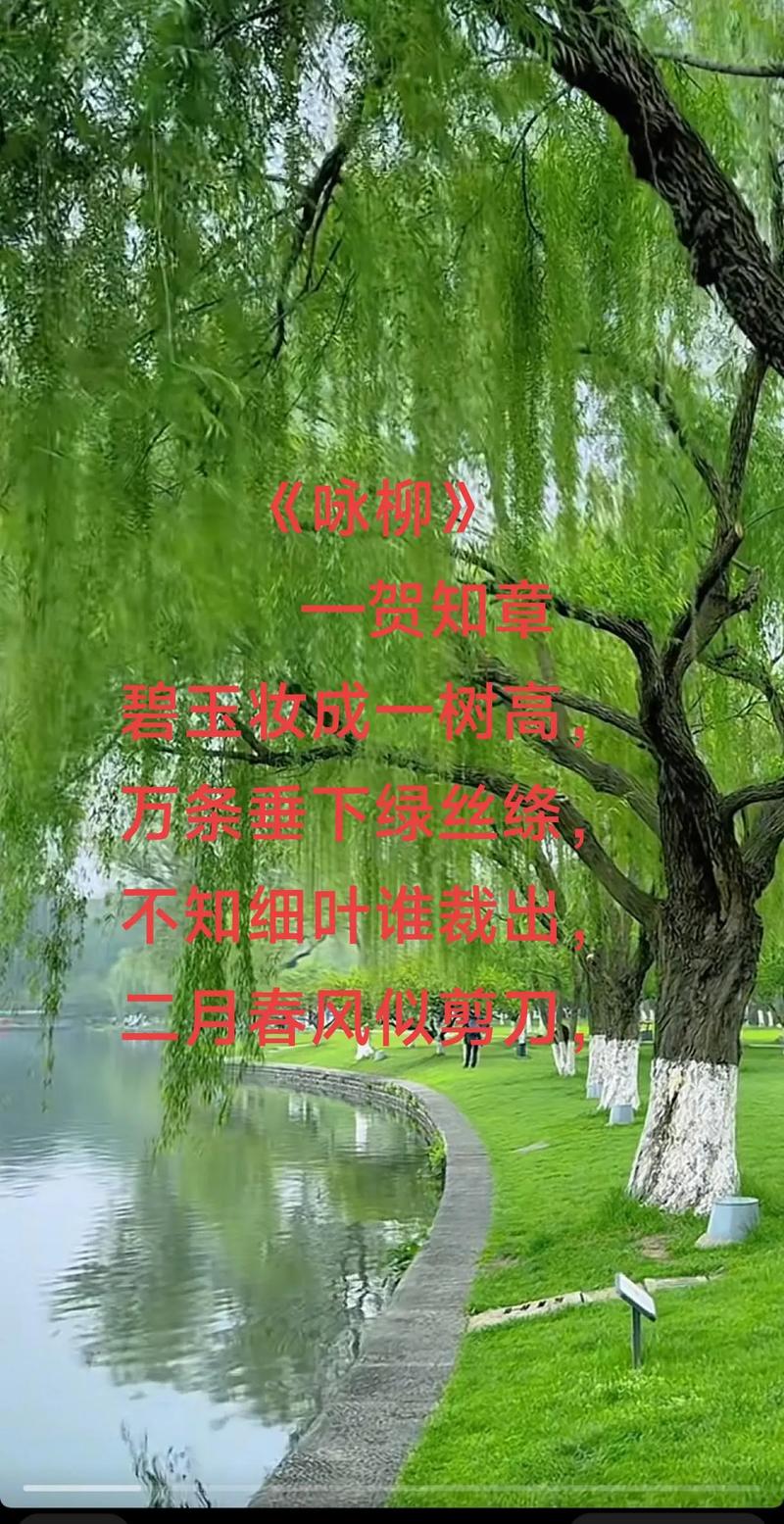 柳树在花园中的创意应用
