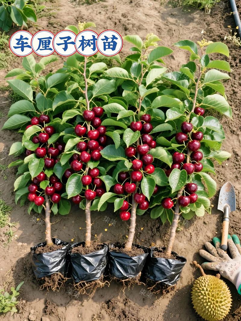 车厘子树苗在湖南能不能结果? 促花促果养护步骤(具体操作)