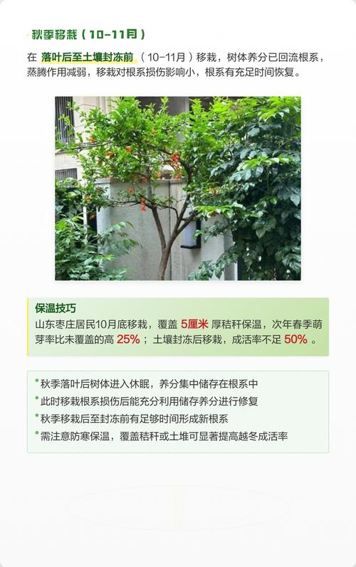 石榴树什么季节移栽最好 2. 土壤环境:疏松肥沃的沙壤土,pH值6.0-7.5
