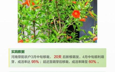 石榴树什么季节移栽最好