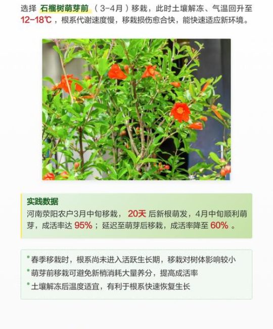 石榴树什么季节移栽最好