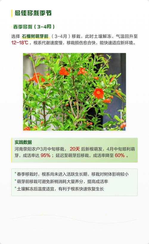 石榴树什么季节移栽最好 1. 适宜时间:优先选择秋季落叶后,南方可春季提前