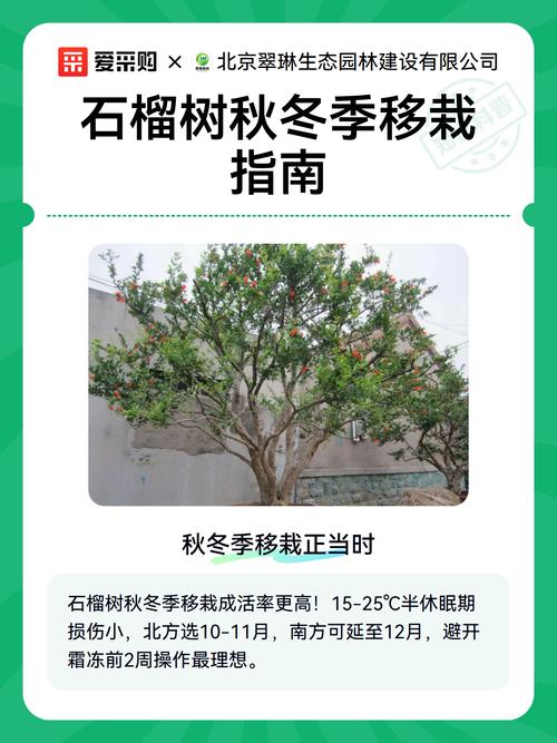 石榴树什么季节移栽最好 7. 成活注意事项:防积水、防倒伏、逐步增光