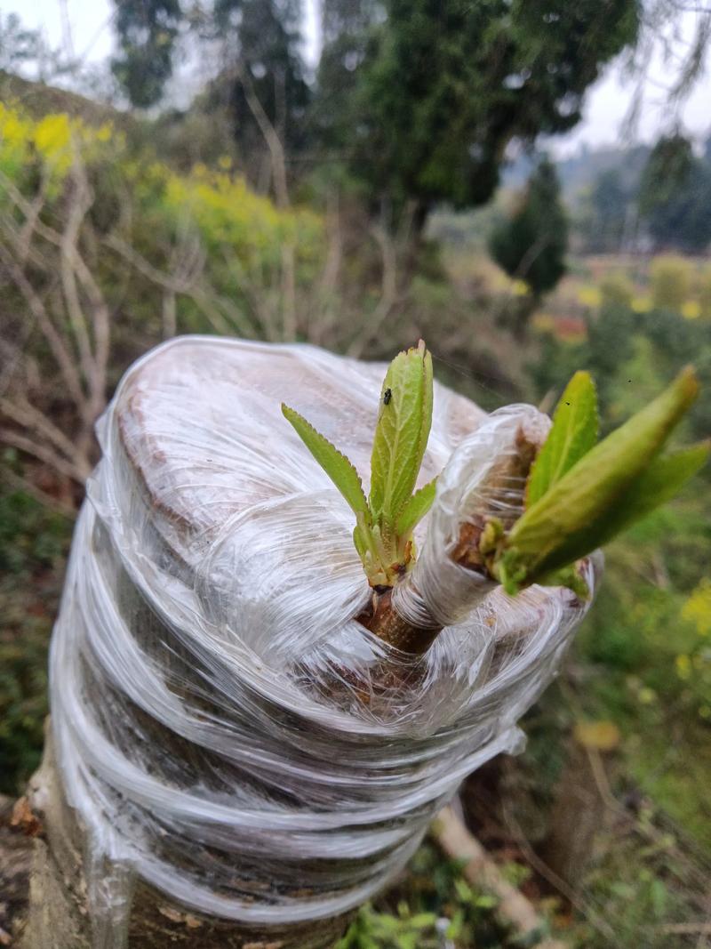 冬季能嫁接桃树吗?结论是可以,但必须满足砧木与接穗的特定休眠期要求 总结与验证:冬季嫁接桃树的成功关键在于“低温休眠期”与“精准操作”