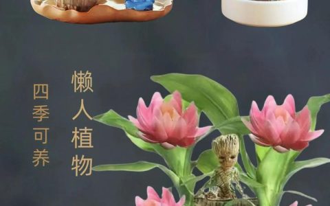 庭院里的“健康坚果”——巴旦木园艺栽培全攻略