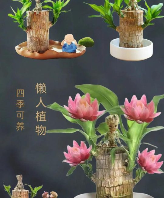 庭院里的“健康坚果”——巴旦木园艺栽培全攻略