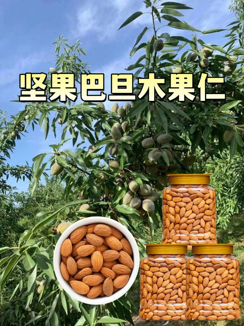 庭院里的“健康坚果”——巴旦木园艺栽培全攻略 四、修剪整形:培养开心形树冠