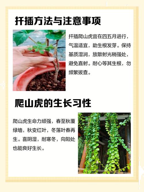 爬山虎育苗全攻略:从扦插到移栽的精准操作指南 关于爬山虎攀附机制的补充说明