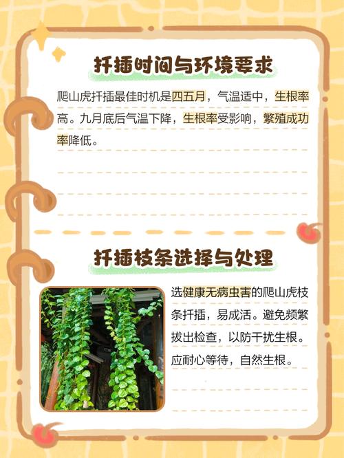 爬山虎育苗全攻略:从扦插到移栽的精准操作指南 幼苗炼苗与移栽时机