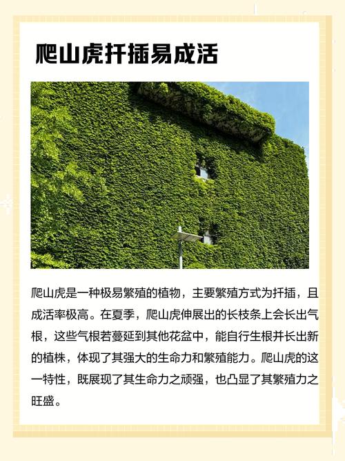 爬山虎育苗全攻略:从扦插到移栽的精准操作指南 常见移栽后问题及补救措施