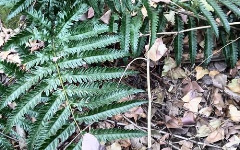 山椒藻是蕨类植物吗？一文读懂它的真实身份与养护要点