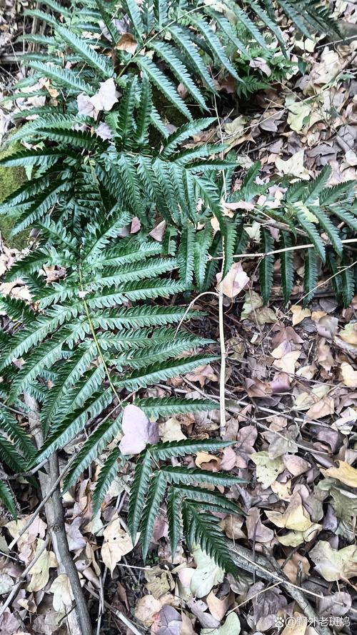 山椒藻是蕨类植物吗?一文读懂它的真实身份与养护要点 山椒藻是蕨类植物吗?一文读懂它的真实身份与养护要点