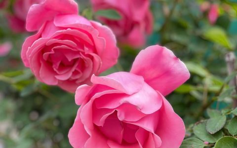 月季品种大全：1000种常见月季花分类与养护指南