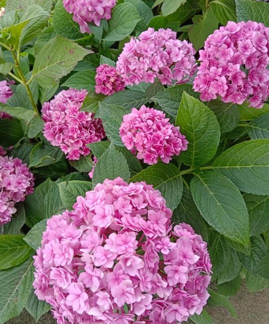 绣球花几月份开花？花期到几月份？一篇看懂绣球花的花期与养护全攻略