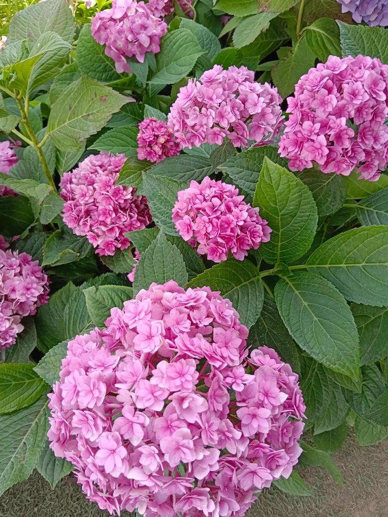 绣球花几月份开花?花期到几月份?一篇看懂绣球花的花期与养护全攻略 绣球花的花期是什么时候?