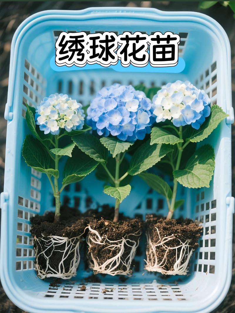 绣球花几月份开花?花期到几月份?一篇看懂绣球花的花期与养护全攻略 影响绣球花开花结果的关键因素