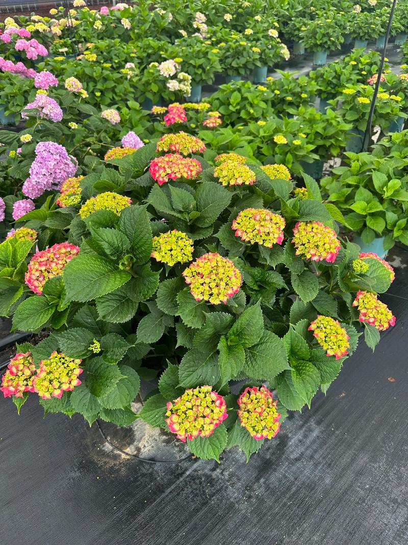 绣球花几月份开花?花期到几月份?一篇看懂绣球花的花期与养护全攻略 常见误区与纠正