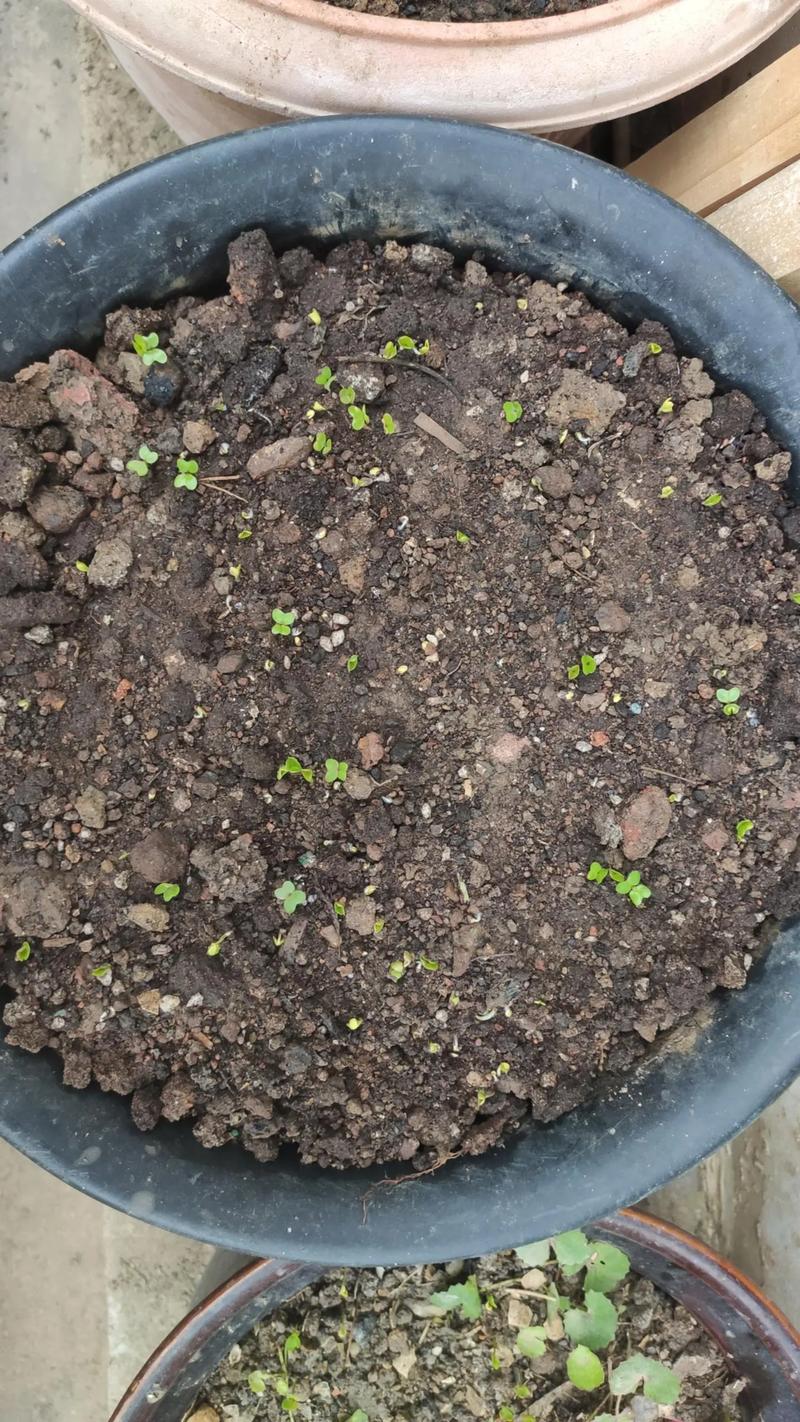 羽衣甘蓝什么时候播种最好?完整种植指南,新手也能轻松上手 四、栽植深度:埋多深,一目了然