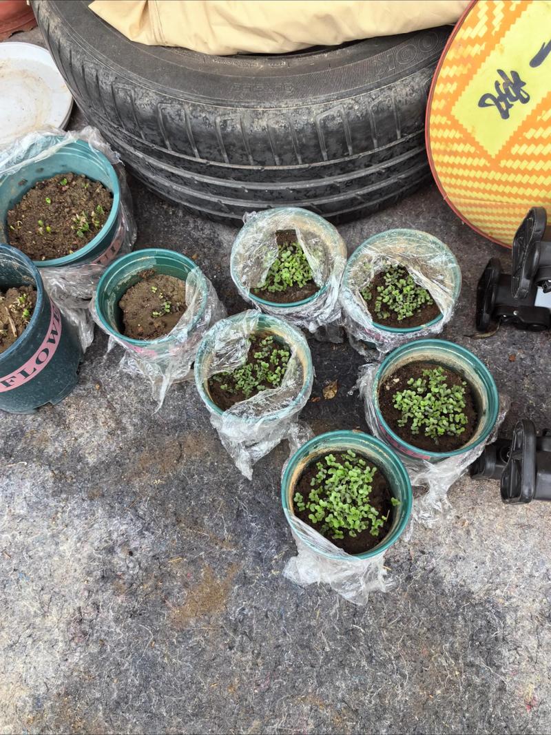 羽衣甘蓝什么时候播种最好?完整种植指南,新手也能轻松上手 五、浇定根水:第一次浇水,决定成败