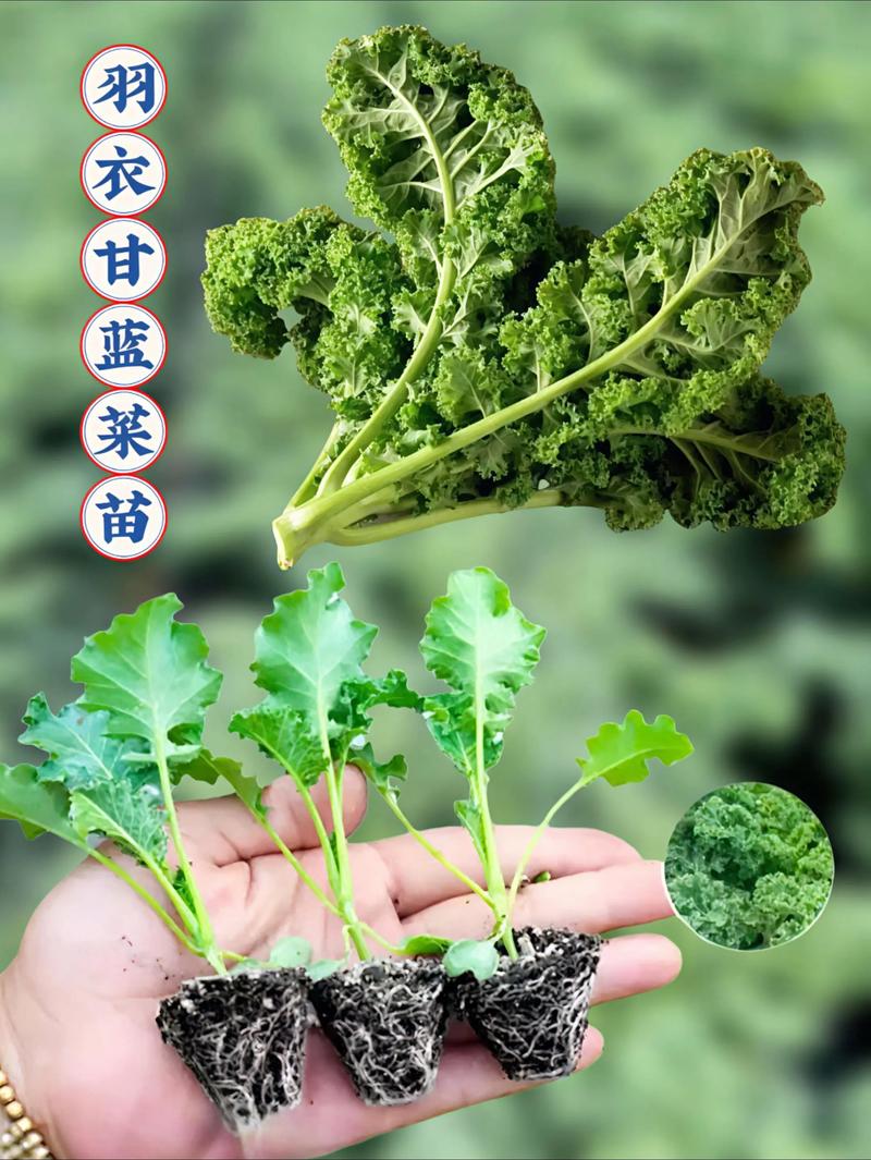 羽衣甘蓝什么时候播种最好?完整种植指南,新手也能轻松上手 三、栽前处理:种子和幼苗处理有讲究