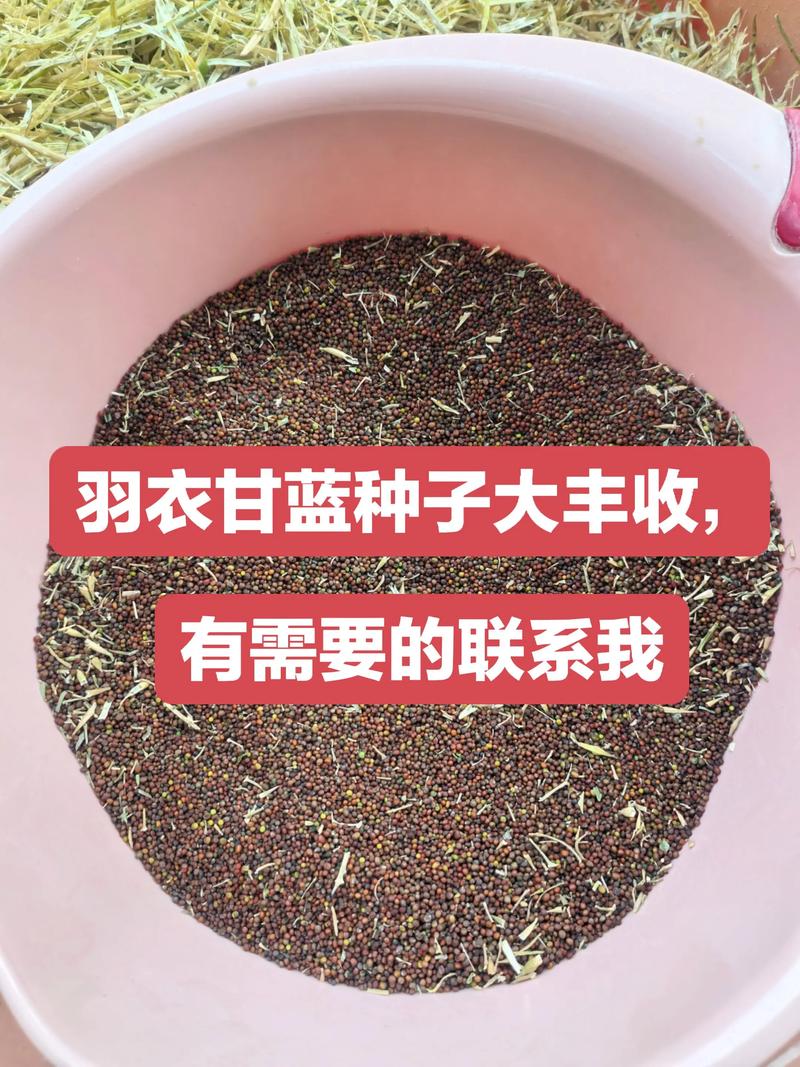 羽衣甘蓝什么时候播种最好?完整种植指南,新手也能轻松上手 七、成活注意事项:避开常见坑,长得更旺