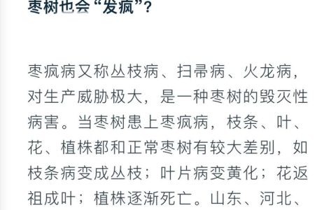 枣树枣疯病无法自愈，科学选苗与综合管理是关键