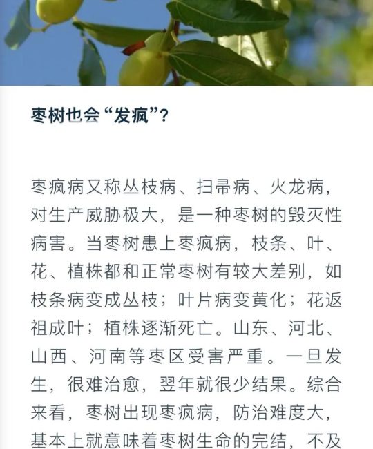 枣树枣疯病无法自愈，科学选苗与综合管理是关键