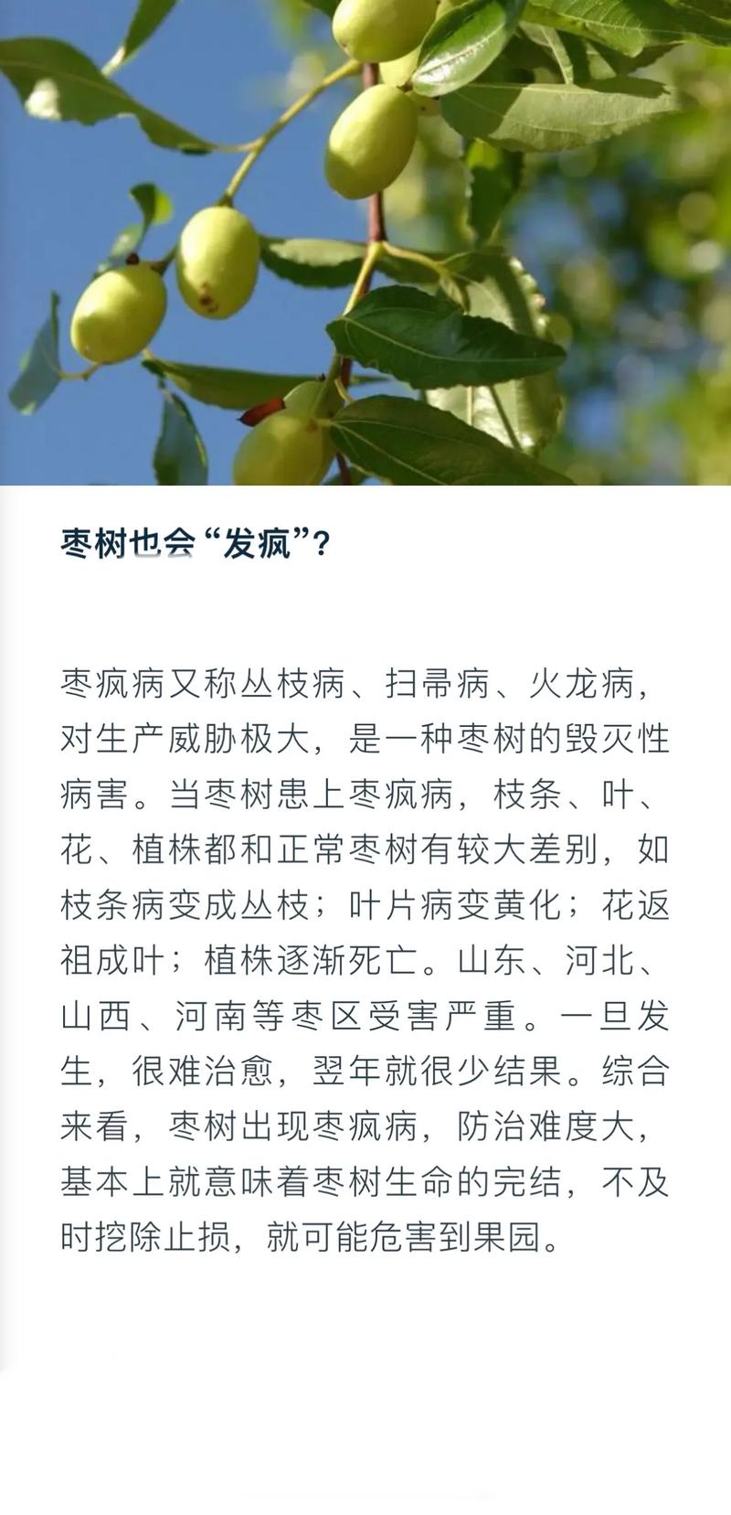 枣树枣疯病无法自愈,科学选苗与综合管理是关键 枣树枣疯病无法自愈,及时挖除是最有效的措施