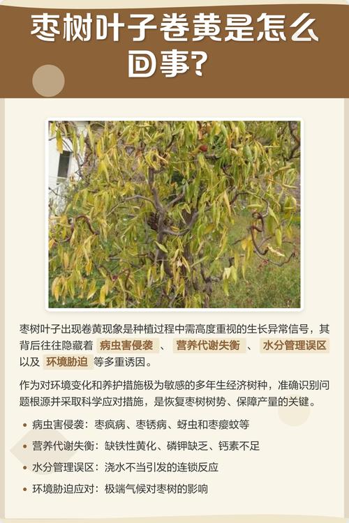 枣树枣疯病无法自愈,科学选苗与综合管理是关键 修剪与施肥必须融入防病操作