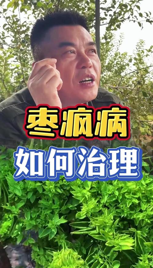 枣树枣疯病无法自愈,科学选苗与综合管理是关键 结果年限与病害的致命时间线