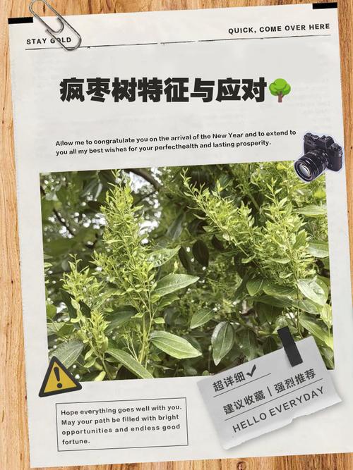 枣树枣疯病无法自愈,科学选苗与综合管理是关键 苗木采购是防病源头:嫁接口→根系→苗龄三重检验