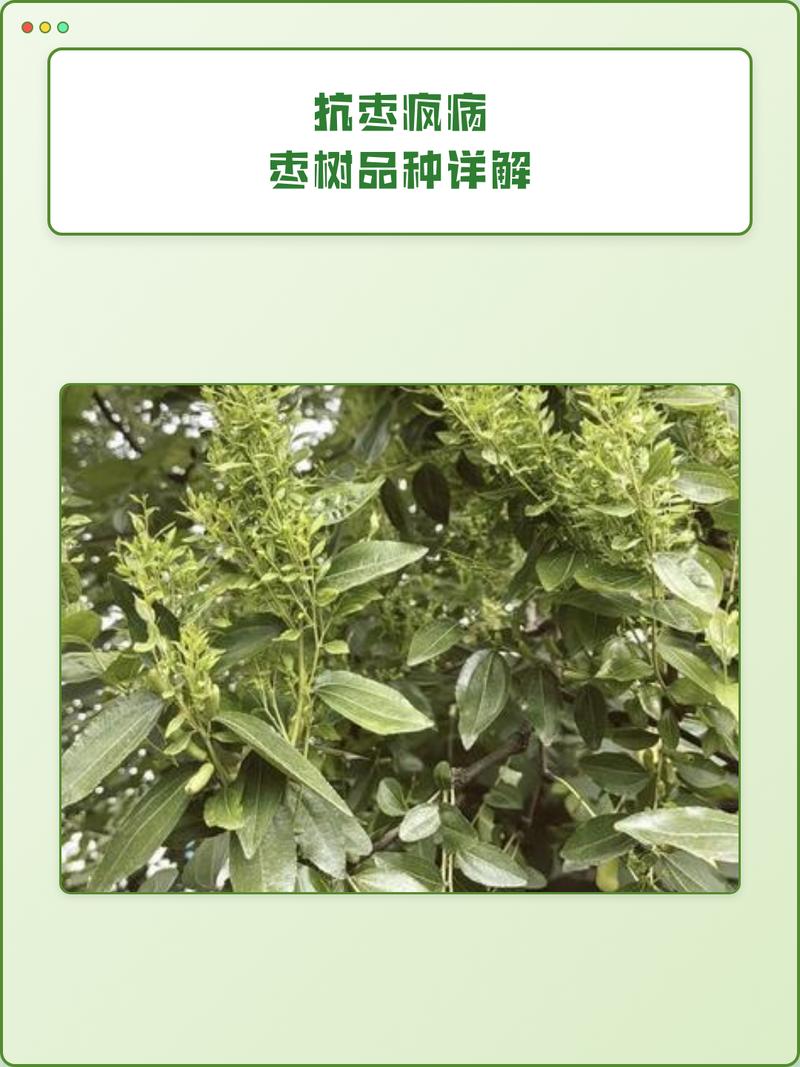 枣树枣疯病无法自愈,科学选苗与综合管理是关键 总结验证:三环控制法