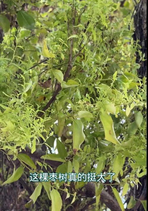 枣树枣疯病无法自愈,科学选苗与综合管理是关键 授粉管理与传病风险控制