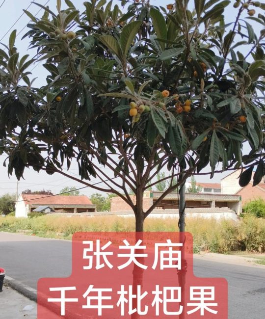 枇杷树怕什么容易死？避开这五大死因才能种活