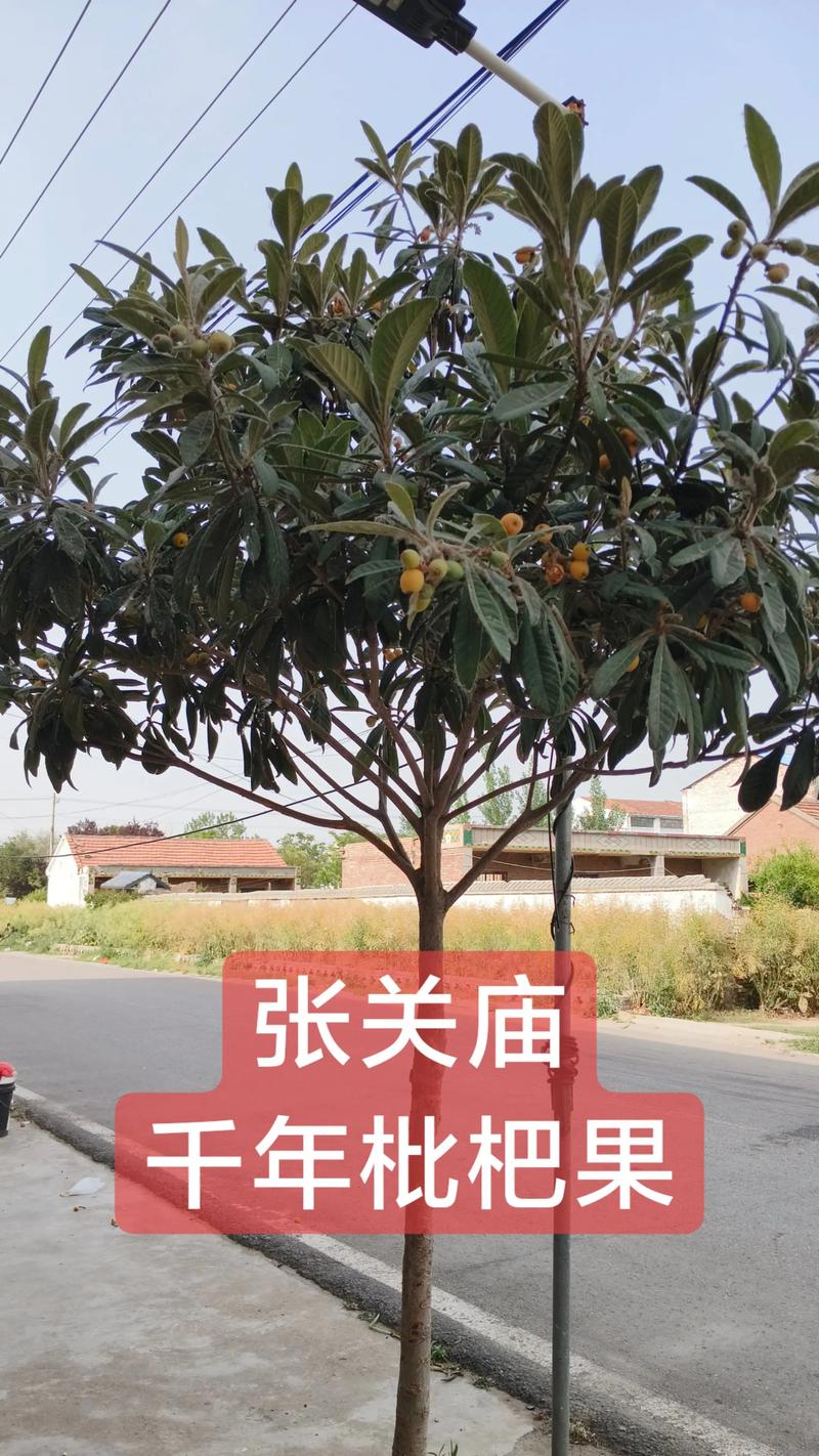 枇杷树怕什么容易死?避开这五大死因才能种活 枇杷树怕什么容易死?避开这五大死因才能种活
