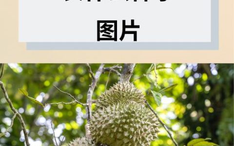 榴莲树是什么样子的？锦葵科榴莲属大型常绿乔木
