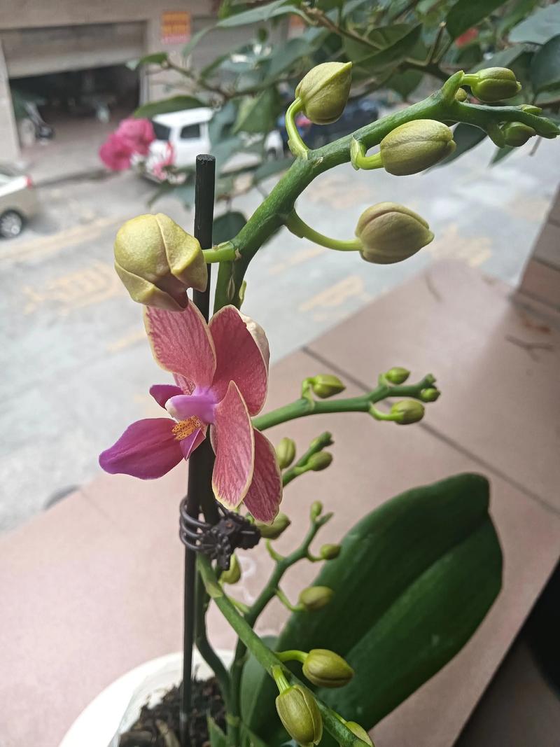 蝴蝶兰开花后,施对肥才能长得壮 越冬越夏:温度是关键,灵活应对
