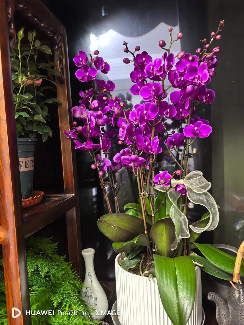 蝴蝶兰开花后,施对肥才能长得壮 修剪:剪掉花梗,减少消耗