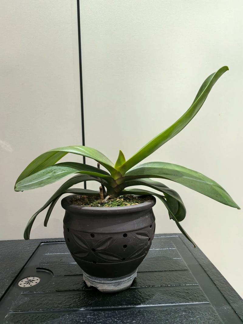 蝴蝶兰开花后,施对肥才能长得壮 施肥:此时施肥,为复壮打下基础