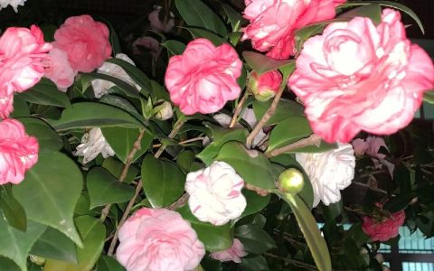 山茶花的形状是什么？全面解析花朵、叶片与植株的形态特征