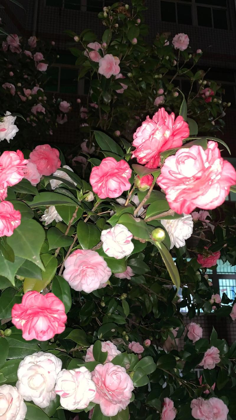 山茶花的形状是什么?全面解析花朵、叶片与植株的形态特征 山茶花的形状是什么?全面解析花朵、叶片与植株的形态特征