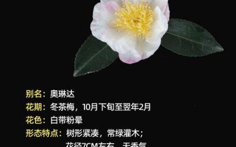揭秘茶花树品种选择：哪个最好养、最易开花？六大维度深度对比
