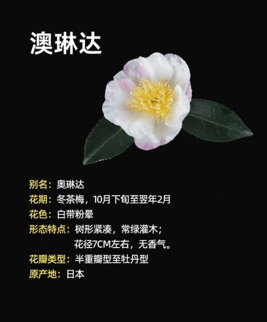 揭秘茶花树品种选择：哪个最好养、最易开花？六大维度深度对比