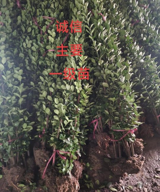 耐寒的树木是什么？推荐两种经典耐寒树种及其种植指南