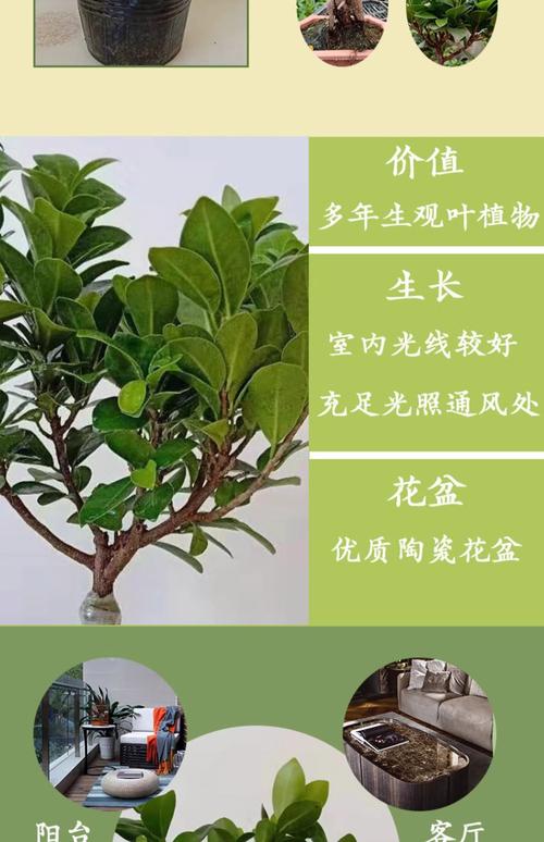 耐寒的树木是什么?推荐两种经典耐寒树种及其种植指南 总结