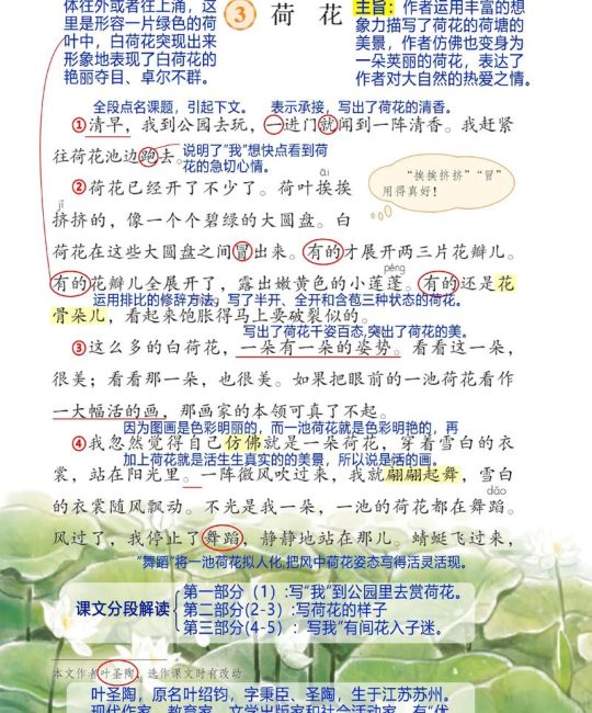 荷花更什么了？关于种植水深、基质与越冬条件的完整解答