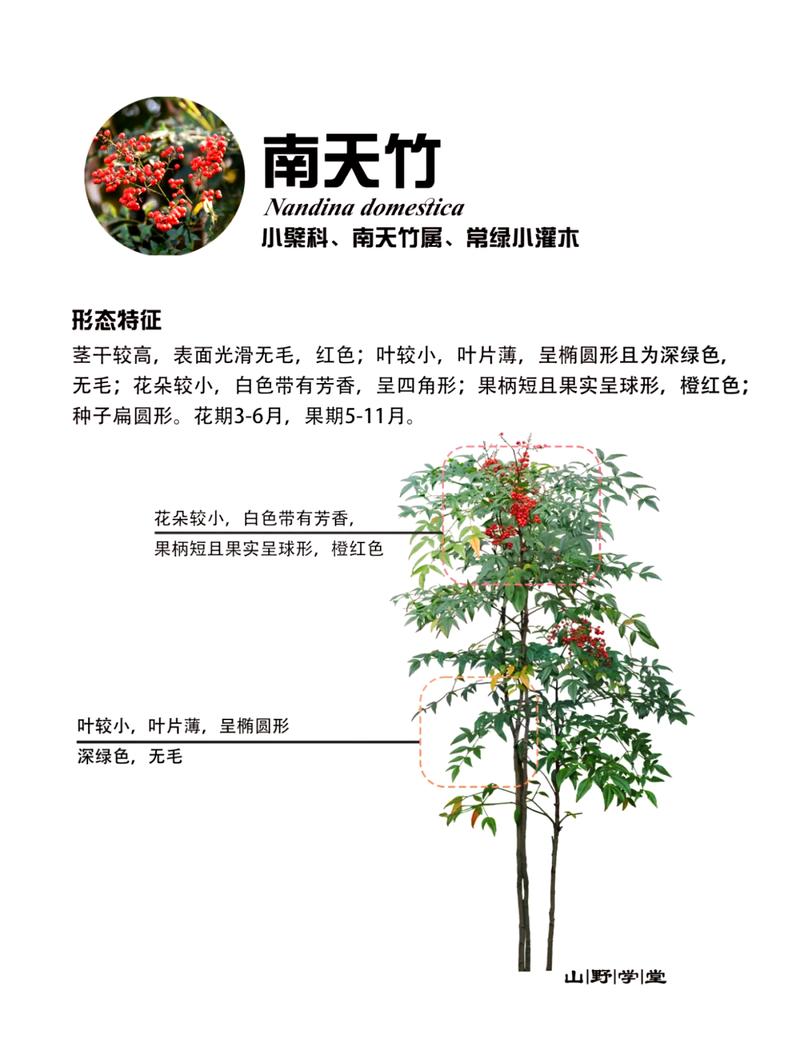 2. 生长忌讳：竹鞭乱窜毁地基