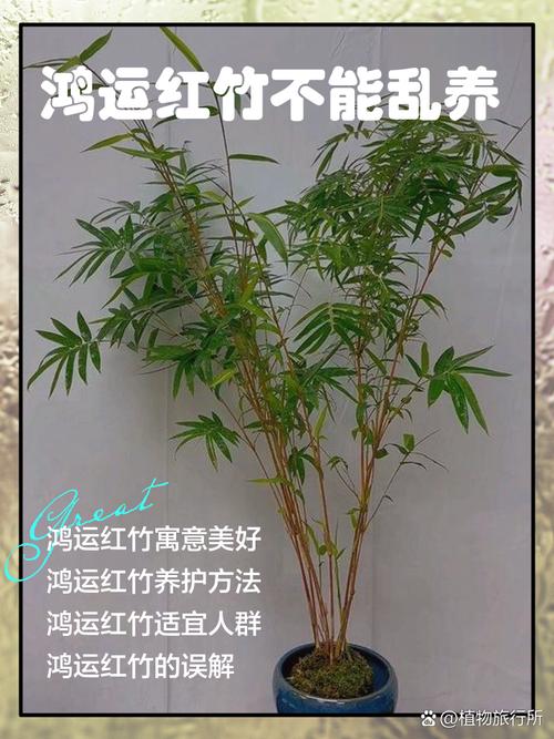 5. 品种忌讳：乱砍乱伐断运势
