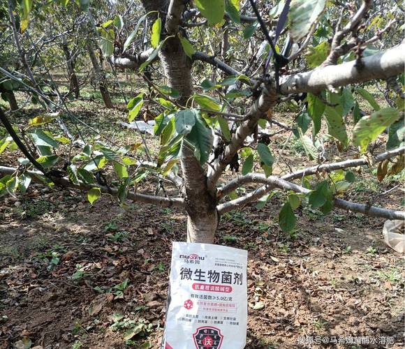 果树秋后施什么肥?秋施基肥是来年高产的关键,9-10月是黄金窗口期 秋施肥施用方法与技术要点