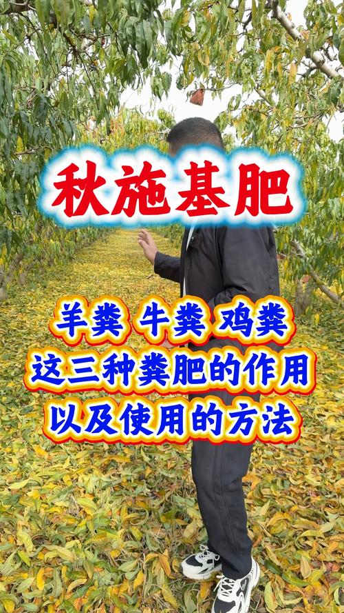 果树秋后施什么肥?秋施基肥是来年高产的关键,9-10月是黄金窗口期 秋施肥效果验证标准